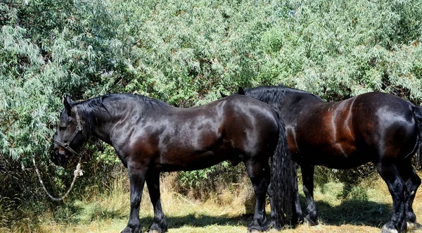 Atlar Tarlada — Stok fotoğraf