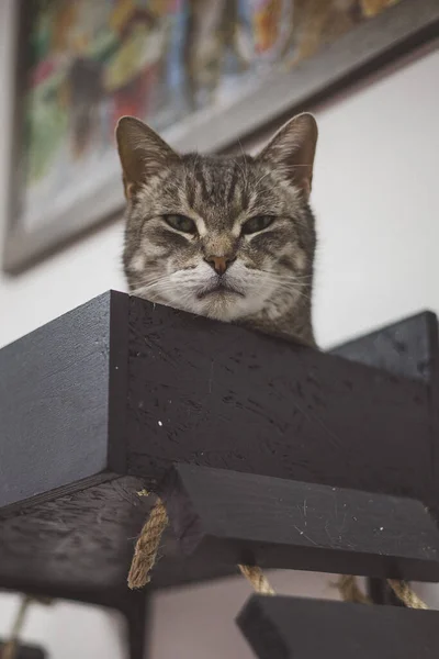 Vue Rapprochée Chat Mignon — Photo