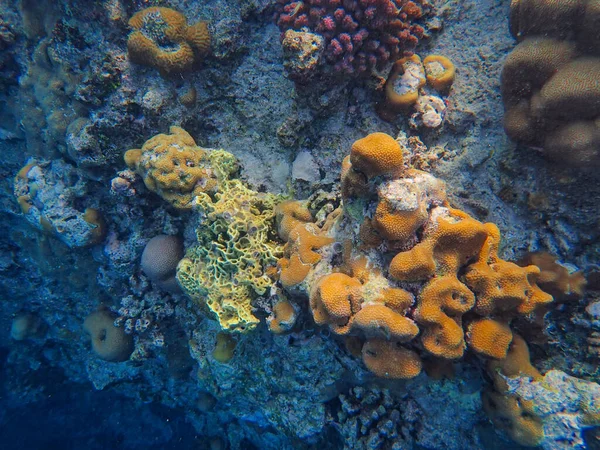Barriera Corallina Nel Bellissimo Mare Mondo Marino — Foto Stock