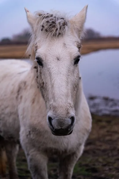Портрет Красивого Ісландського Коня — стокове фото