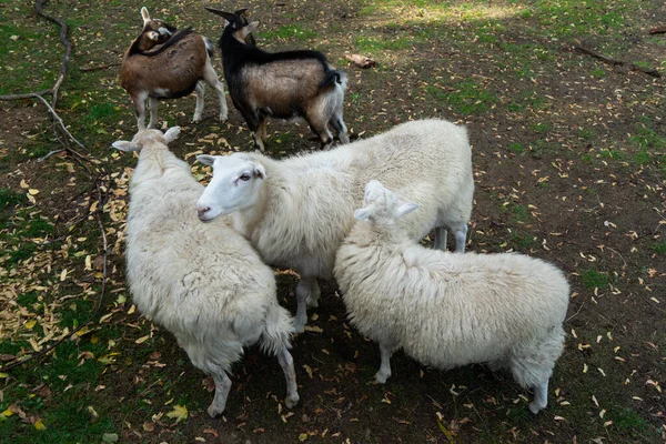 Schapen Het Weiland — Stockfoto