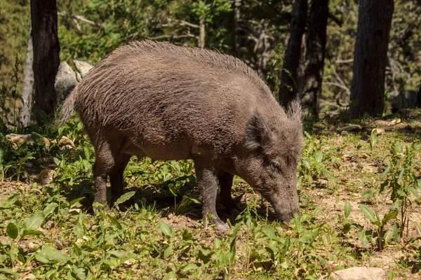 Sanglier Dans Forêt — Photo