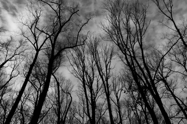 Černobílá Fotografie Stromu Lese — Stock fotografie