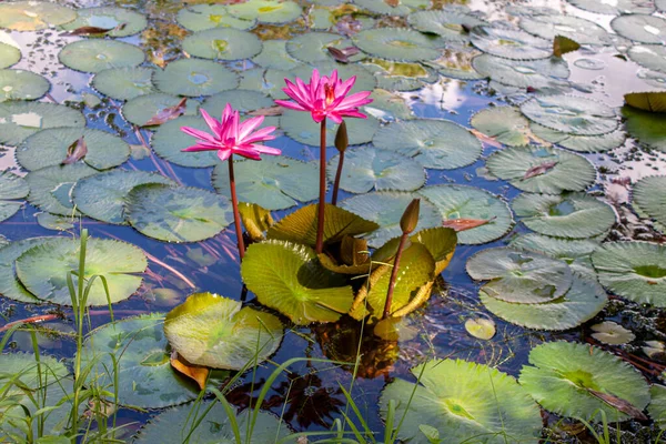 Belle Fleur Lotus Dans Étang — Photo