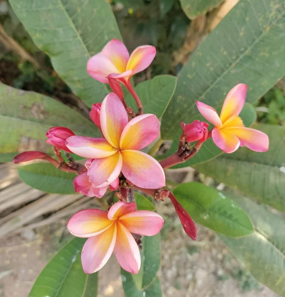 Kaunis Kukkia Kasvaa Puutarhassa — kuvapankkivalokuva