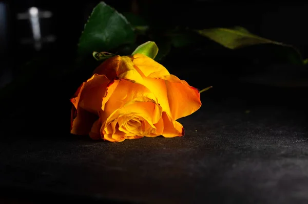 Hermosa Rosa Sobre Fondo Oscuro —  Fotos de Stock