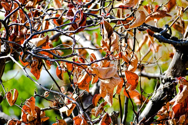 Folhas Outono Flora Estação Outono — Fotografia de Stock