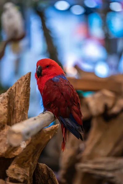 Zbliżenie Ujęcie Pięknej Papugi Siedzącej Drzewie — Zdjęcie stockowe