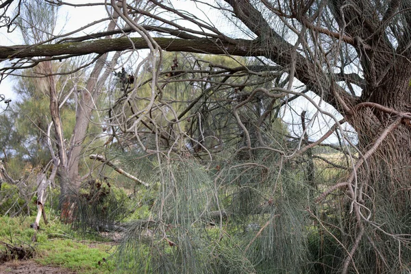 Ein Baum Wald — Stockfoto