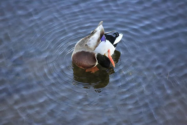 Een Paar Eenden Die Het Water Zwemmen — Stockfoto