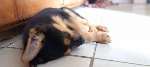 Pies Śpi Ulicy — Zdjęcie stockowe
