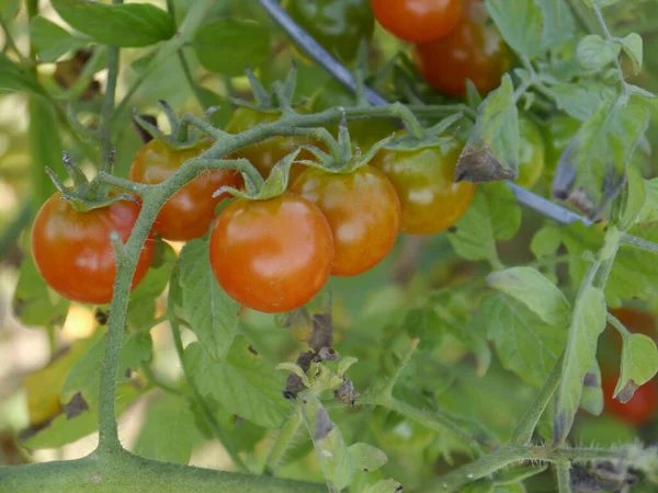 Dojrzałe Pomidory Gałęzi Ogrodzie — Zdjęcie stockowe