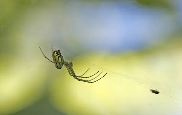 Primo Piano Insetti Flora Fauna — Foto Stock