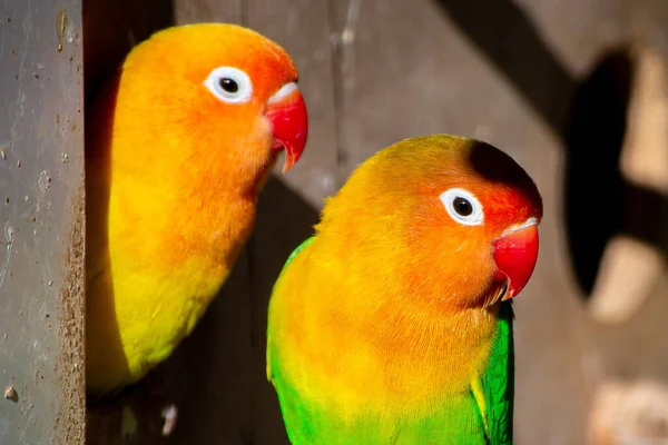 Hermoso Pájaro Loro Fondo Del Árbol —  Fotos de Stock