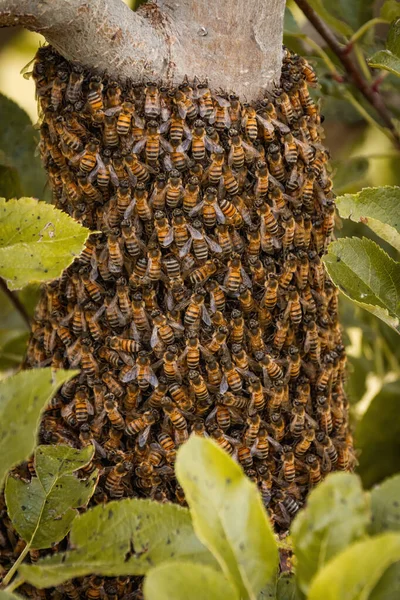 Bees Honeycomb Garden — Stock Photo, Image