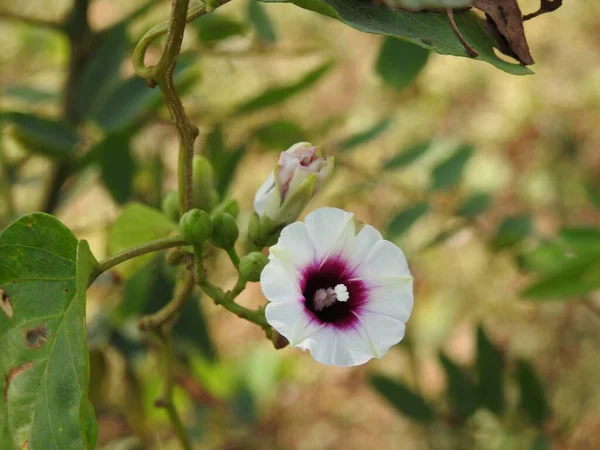 Hermoso Plano Botánico Fondo Pantalla Natural — Foto de Stock