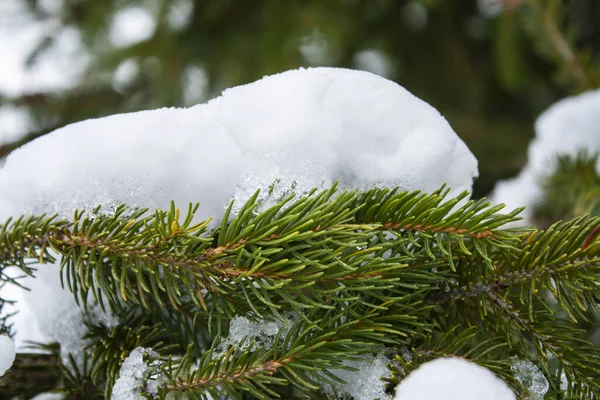 Snö Täckt Med Vita Fluffiga Grenar Ett Träd — Stockfoto