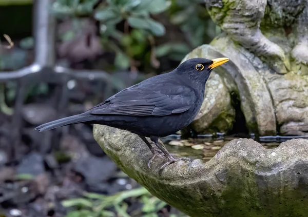 Close Van Vogels Natuurlijke Habitat — Stockfoto