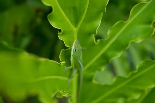 Groen Blad Flora Fauna — Stockfoto