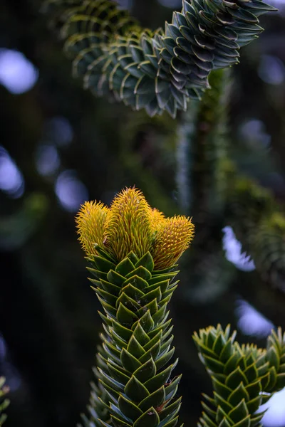 Schöne Botanische Aufnahme Natürliche Tapete — Stockfoto