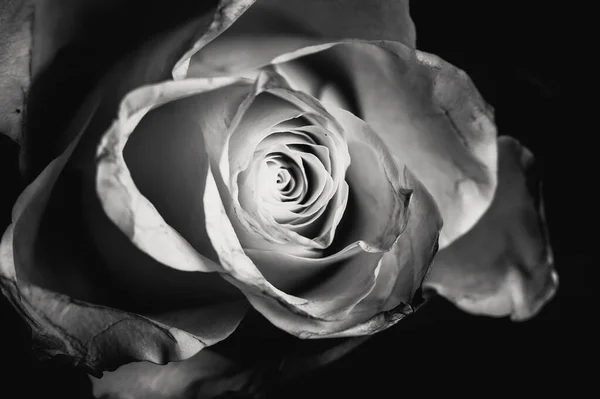 Красива Квітка Троянди Чорному Тлі — стокове фото