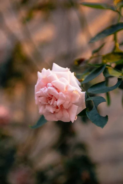 Красива Квітка Троянди Саду — стокове фото