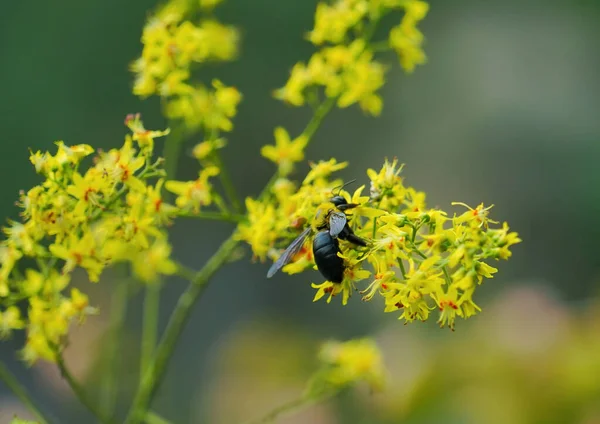 Biene Auf Einer Gelben Blume — Stockfoto