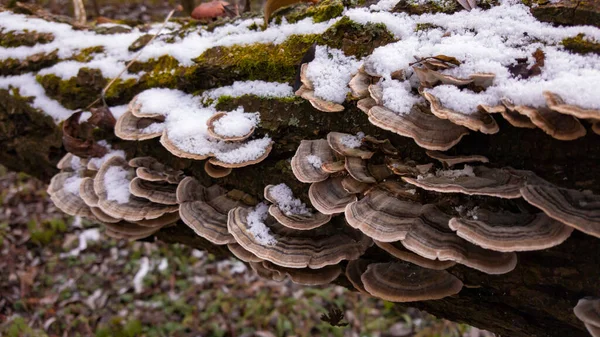 Disparo Cierre Hongo Blanco Bosque —  Fotos de Stock