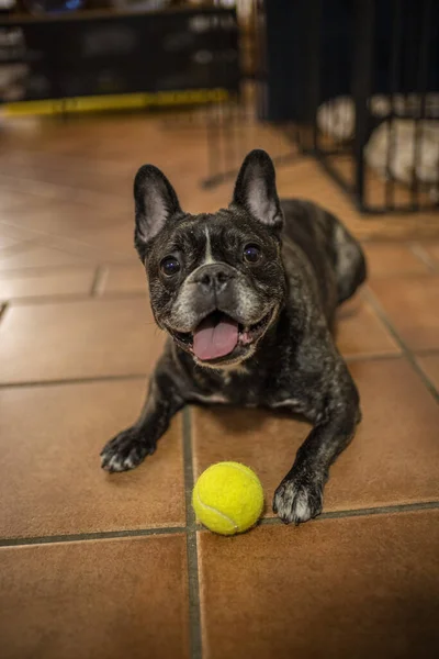 床にテニスボールのある犬のボクサー — ストック写真