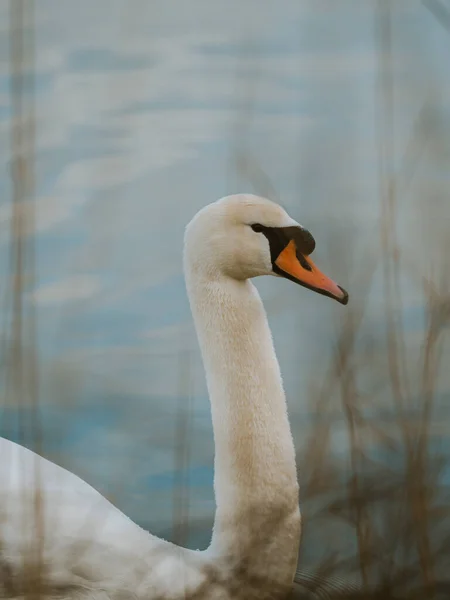 Cygne Blanc Sur Lac — Photo