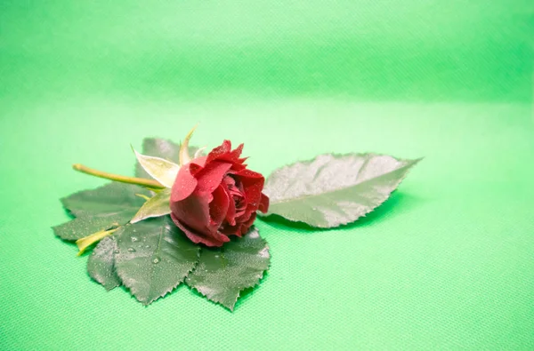 Červený Květ Růže Zeleném Pozadí — Stock fotografie