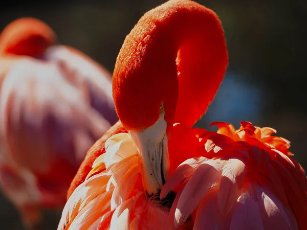 Close Van Een Flamingo Vogel — Stockfoto
