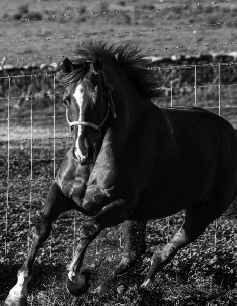 Caballo Blanco Negro Paddock —  Fotos de Stock