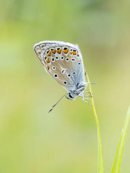 Widok Bliska Piękny Motyl — Zdjęcie stockowe