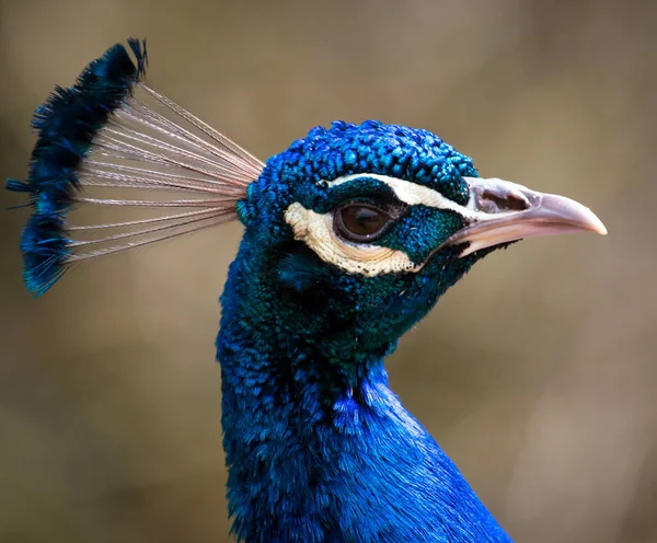 Pavão Bonito Com Penas — Fotografia de Stock