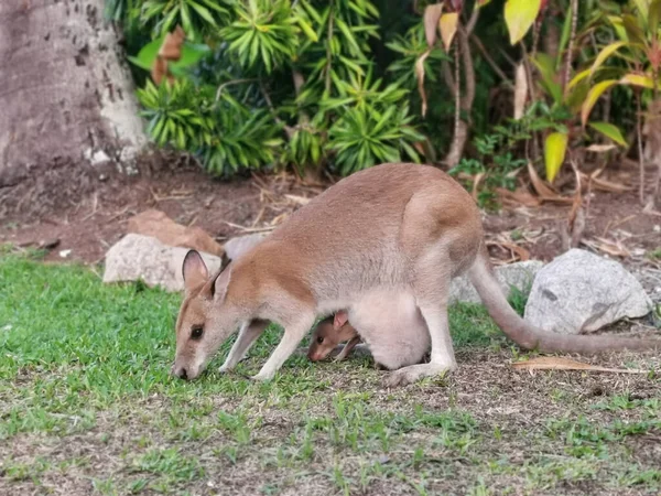 Hayvanat Bahçesinde Kanguru — Stok fotoğraf