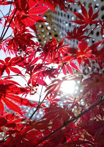 赤と緑のカエデの葉の背景 — ストック写真