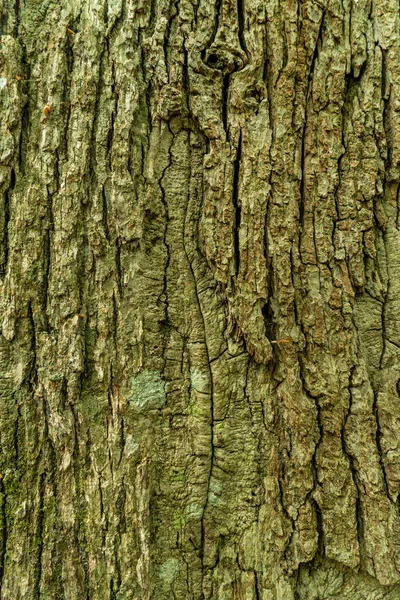 Träd Bark Konsistens Bakgrund — Stockfoto