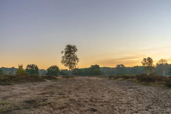 Vacker Solnedgång Skogen — Stockfoto