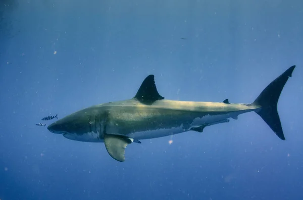 Requin Nageant Dans Mer Bleue — Photo