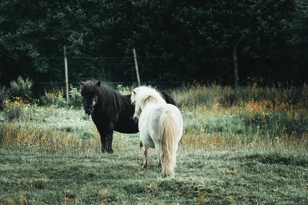 Cavalos Brancos Campo — Fotografia de Stock