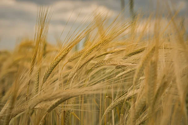 Campo Trigo Verão — Fotografia de Stock