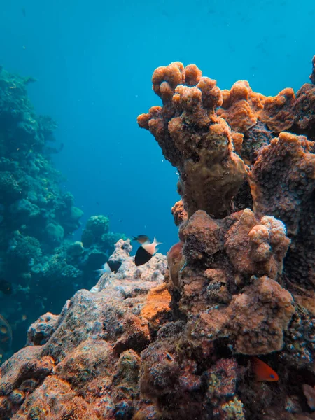 Кораловий Риф Червоному Морі Ізраїль — стокове фото