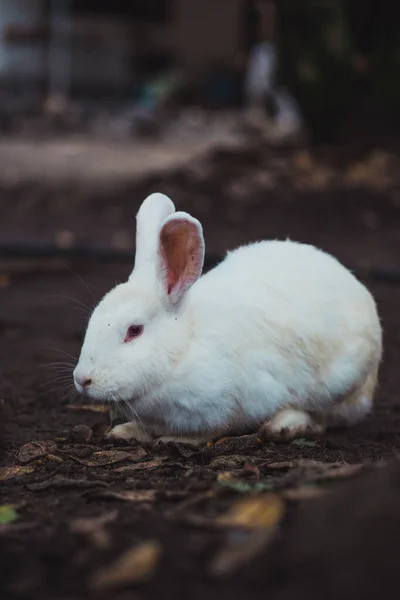 Weiße Kaninchen Garten — Stockfoto