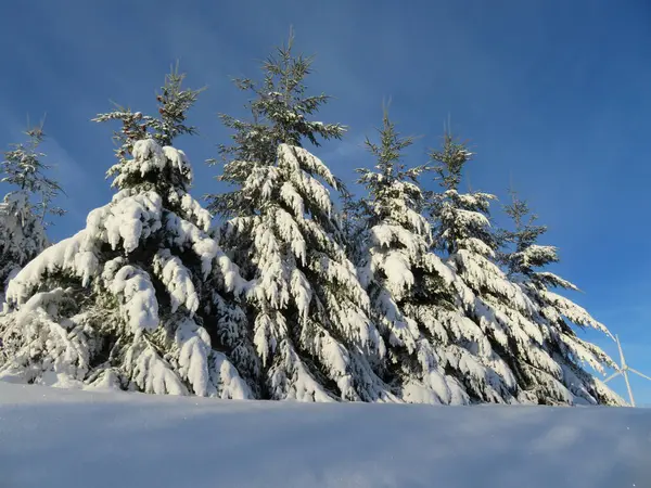 Snow Covered Trees Forest — Stock Photo, Image