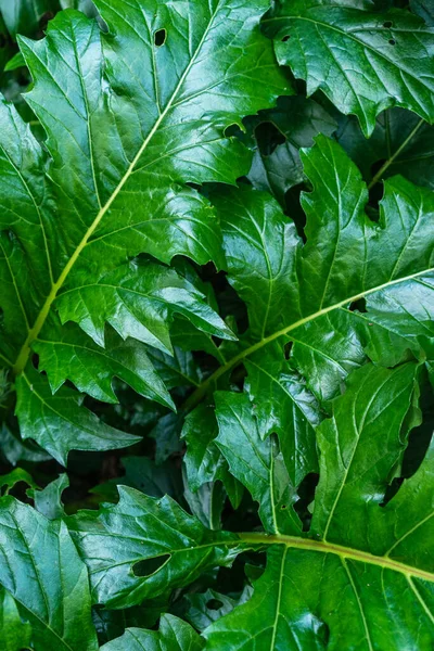 Las Hojas Verdes Sobre Fondo Del Arbusto — Foto de Stock