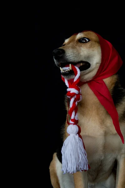 Cão Santa Claus Chapéu Fundo Preto — Fotografia de Stock