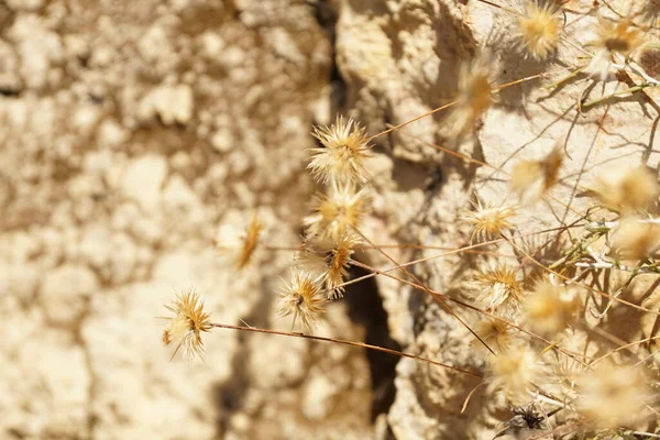 Vacker Botanisk Skott Naturliga Tapeter — Stockfoto