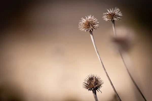 Graines Pissenlit Sur Fond Herbe Verte — Photo