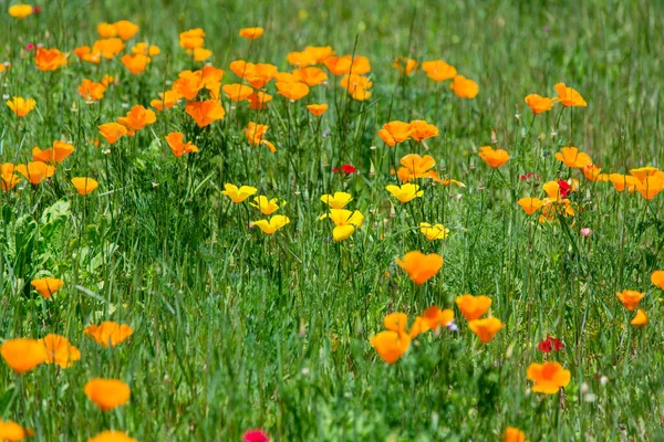 Schöne Bunte Blumen Die Garten Wachsen — Stockfoto